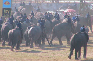 clique sur l'un des 300 lphants