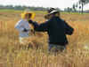 clique dans le riz