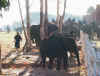 caresse l'lphant du fond pour le faire grossir