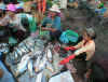 clique sur le poisson