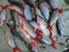 clic ! pour agrandir les poissons